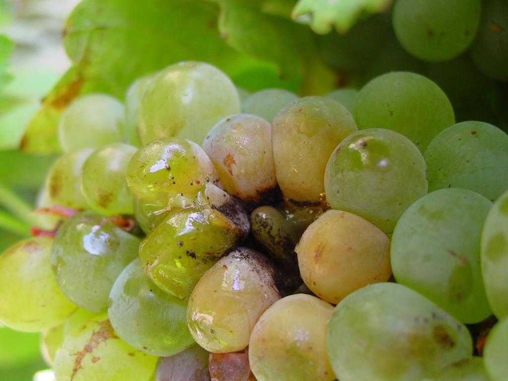 Сорт винограда краса севера описание фото