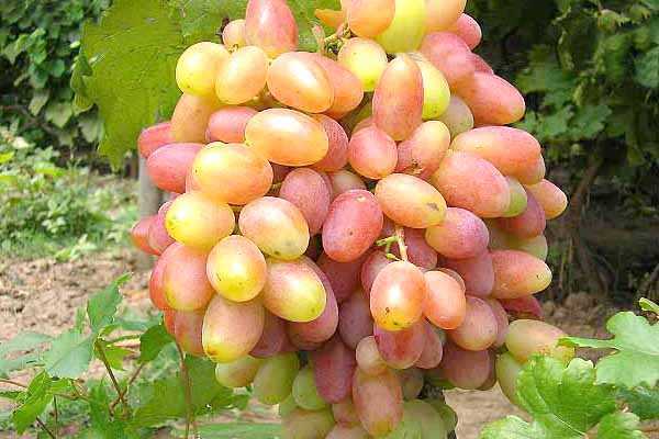 Виноград юбилей новочеркасска: описание сорта, урожайность