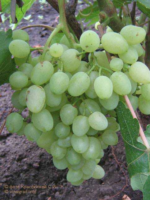 Виноград "долгожданный": описание сорта, фото, отзывы