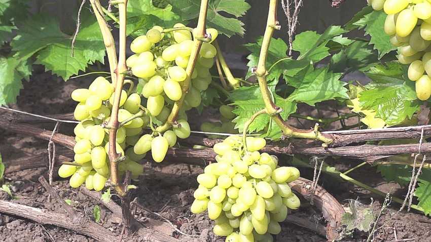 Виноград кристалл: описание сорта, выращивание, видео и фото