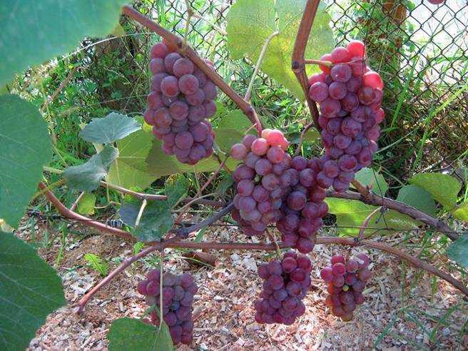 Виноград «красотка»: особенности сорта и правила выращивания