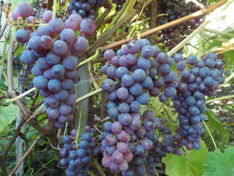 Неукрывные сорта винограда: гибриды американского винограда на supersadovnik.ru