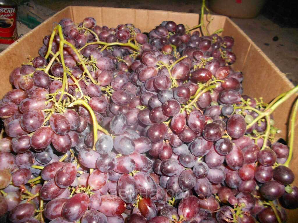 Виноград шахтер - высокий урожай при минимальном уходе