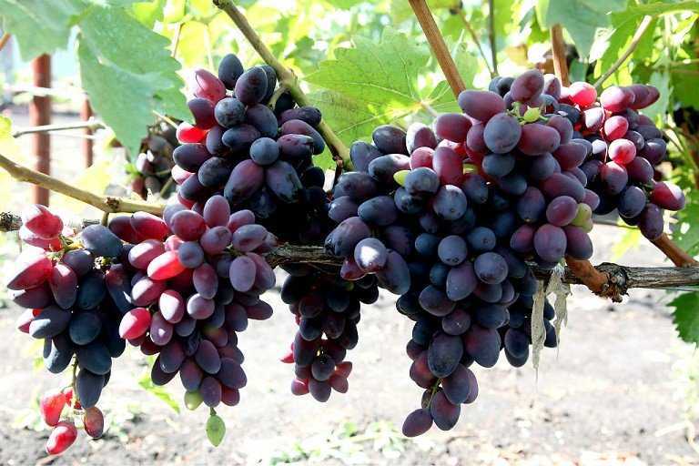 Описание сорта винограда сенсация – преимущества и недостатки