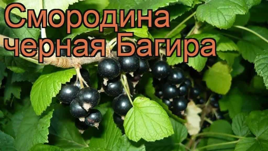 Черная смородина: посадка и уход   на supersadovnik.ru