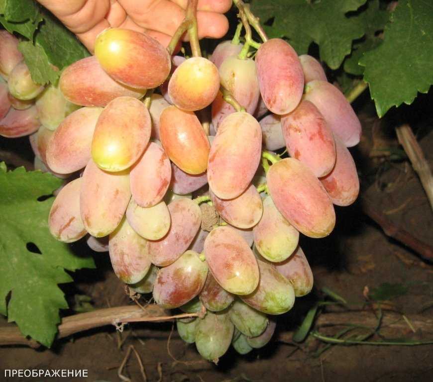 Описание самых вкусных сортов винограда