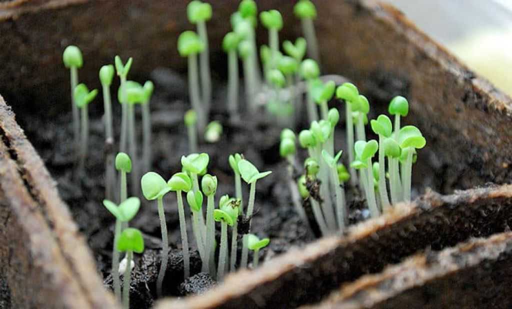 Домашний базилик: выращивание из семян на рассаду по всем правилам
