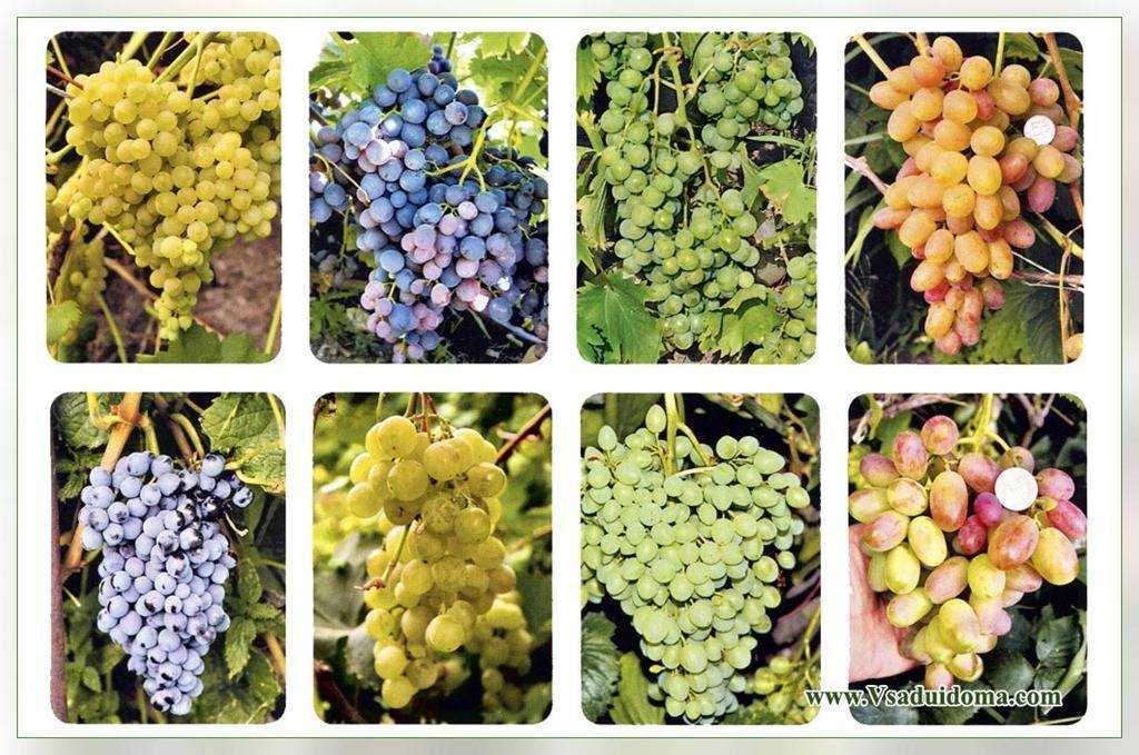 Виноград в подмосковье - лучшие сорта, выращивание без теплицы, сладкие и неукрывные