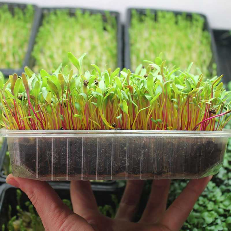 Как выращивать кресс-салат на подоконнике