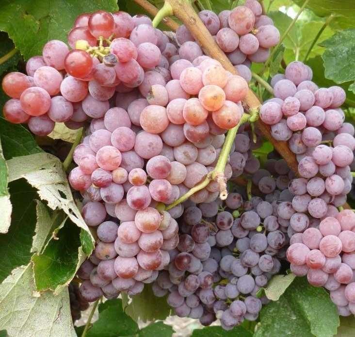 Сорта винограда для подмосковья: лучшие сорта подмосковных ягод, технические, морозостойкие, сверхранние, какой лучше посадить виноградарям