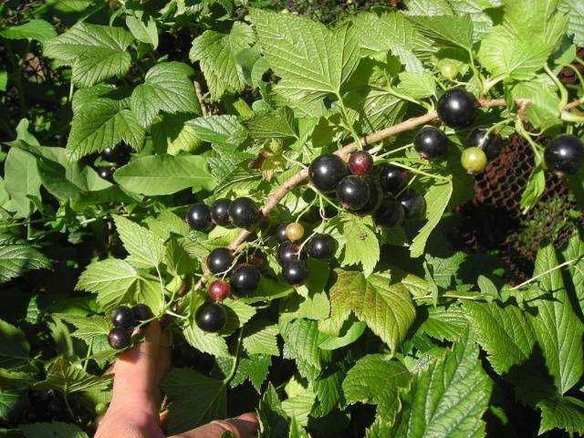 Выращивание ягоды черной смородины: фото и видео новых сортов, посадки, обрезки и ухода