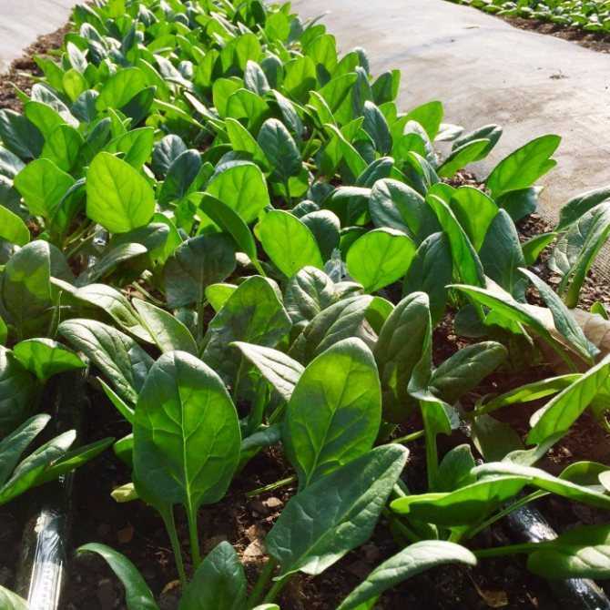 Выращивание шпината в открытом грунте: посадка и уход