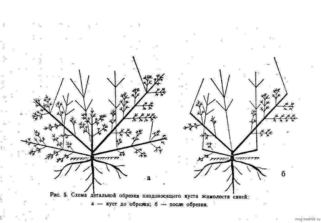 Смородина красная натали: описание сорта красной смородины, выращивание - посадка и уход