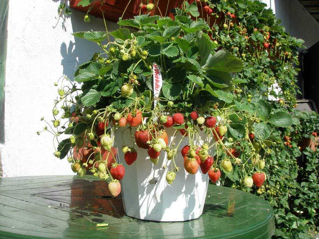 Клубника ампельная: выращивание, лучшие сорта, уход, отзывы, фото, как посадить, ремонтантная, крупноплодная, в домашних условиях