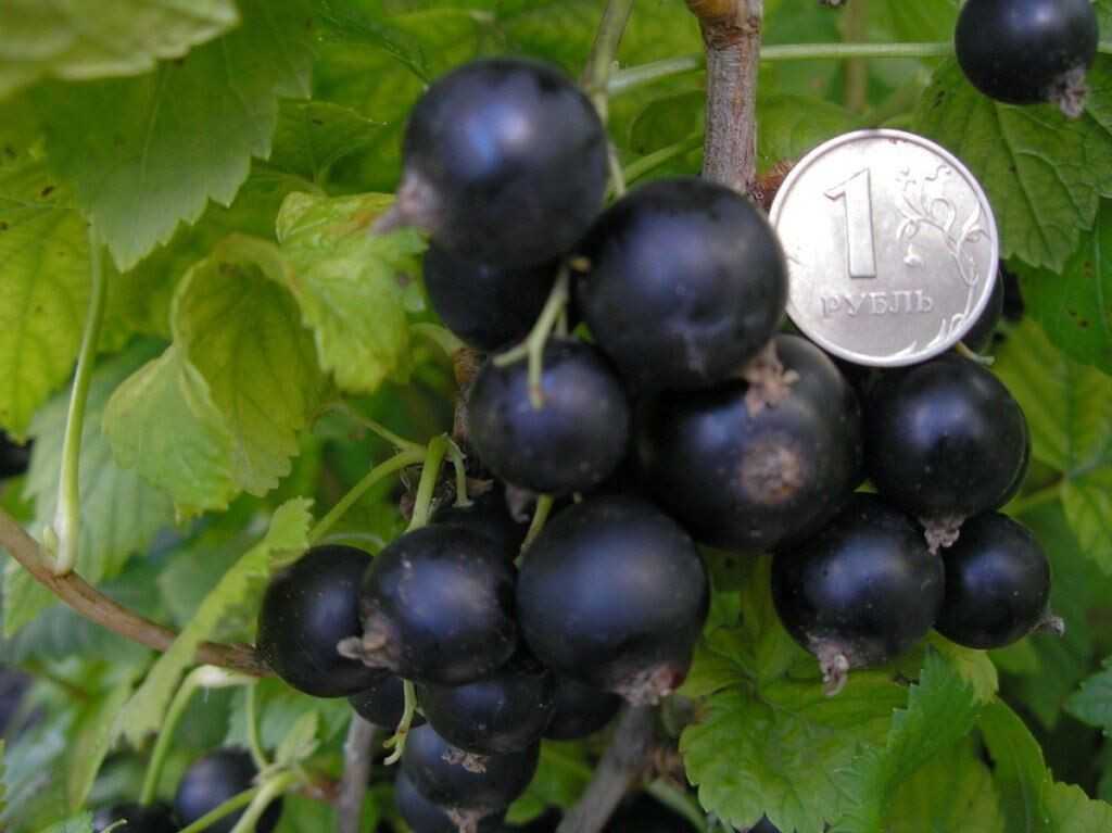 Самый зимостойкий виноград «амурский потапенко»