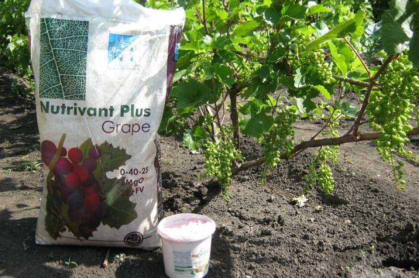 Как подкормить виноград осенью, закладываем будущий урожай