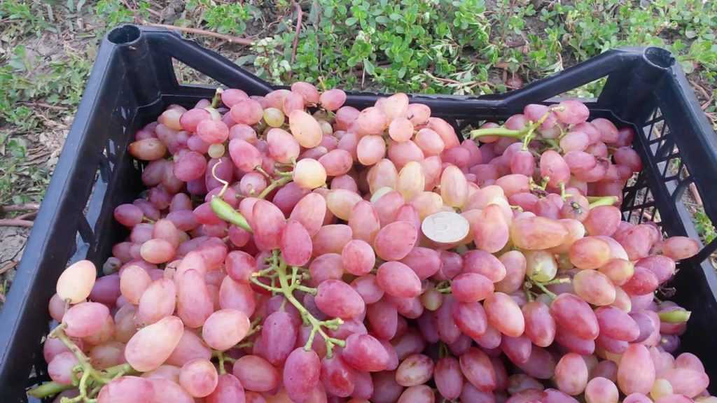 Лучистый кишмиш. выращивание винограда в домашних условиях