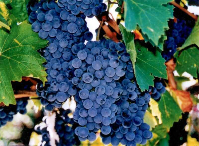 Морозоустойчивые сорта винограда для центральной россии, без укрытия