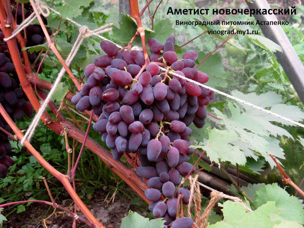 Виноград ркацители: описание сорта винограда