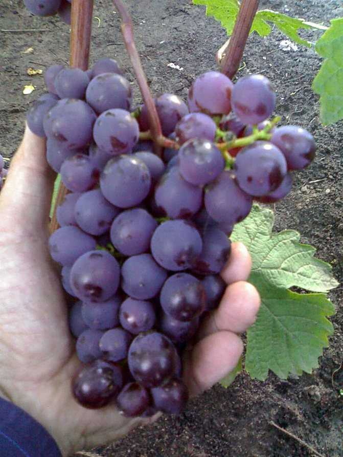 Сорт винограда русский ранний: что нужно знать о нем, описание сорта, отзывы