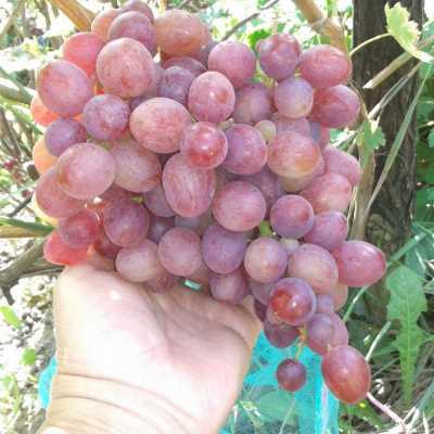 Сорт винограда «ливия»