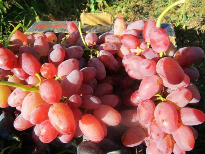 Виноград Гелиос: описание сорта, фото, отзывы виноградарей. Рекомендации по выращиванию и уходу.