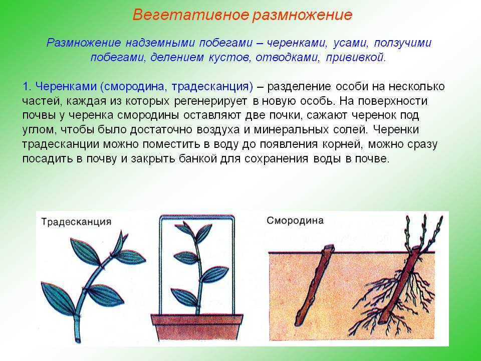 Какие способы размножения надземными побегами. Вегетативное размножение у однодольных. Вегетативное размножение рисунок процесса. Процесс вегетативного размножения растений. Процесс жизнедеятельности растений вегетативное размножение.