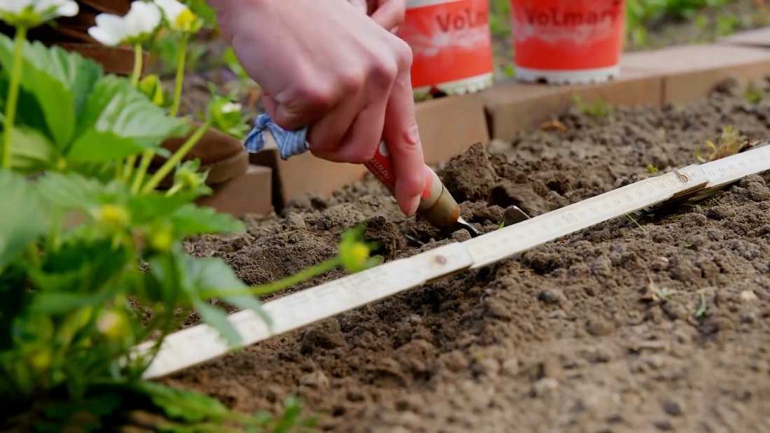 Как правильно посадить клубнику осенью: сроки, схемы, правила