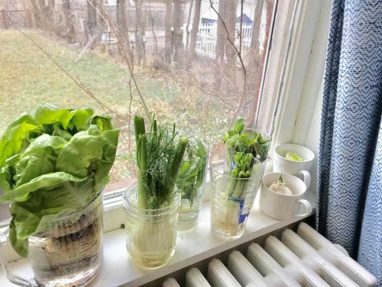 Как вырастить кресс-салат на подоконнике: особенности выращивания и ухода для начинающих
