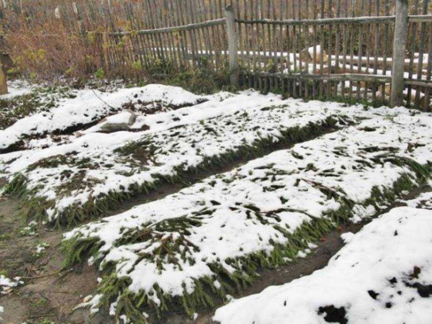 Как подготовить клубнику к зиме: основные приемы и правила