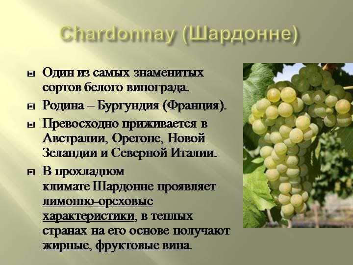 Виноград забава: описание сорта, фото и отзывы садоводов - журнал "совхозик"