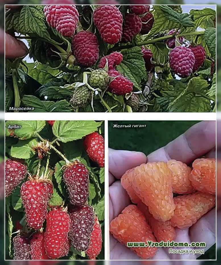 Сорта малины - лучшие сорта, описание и характеристики, особенности посадки и выращивания (105 фото)
