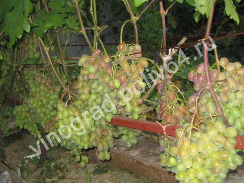 Виноград «юлиан»: описание сорта, фото и отзывы