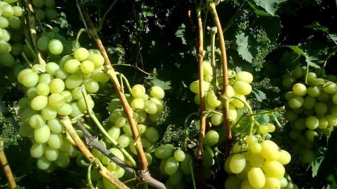 Описание и характеристика сорта винограда «тукай»