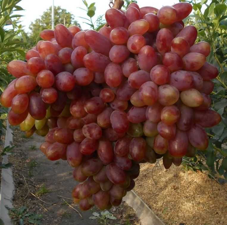 Виноград юлиан: характеристика сорта, уход и выращивание, отзывы