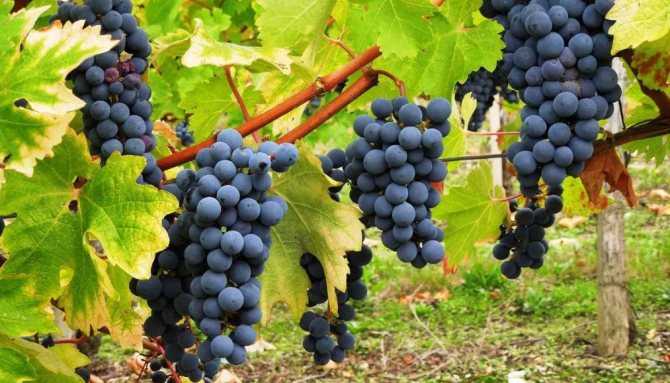 Каберне совиньон виноград: описание сорта, виды, выращивание и уход