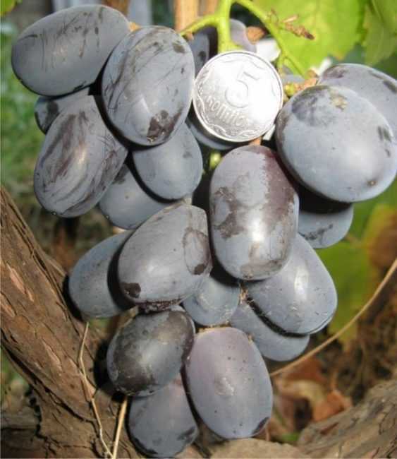 Виноград фуршет. советы по выращиванию и характеристики винограда сорта фуршетный