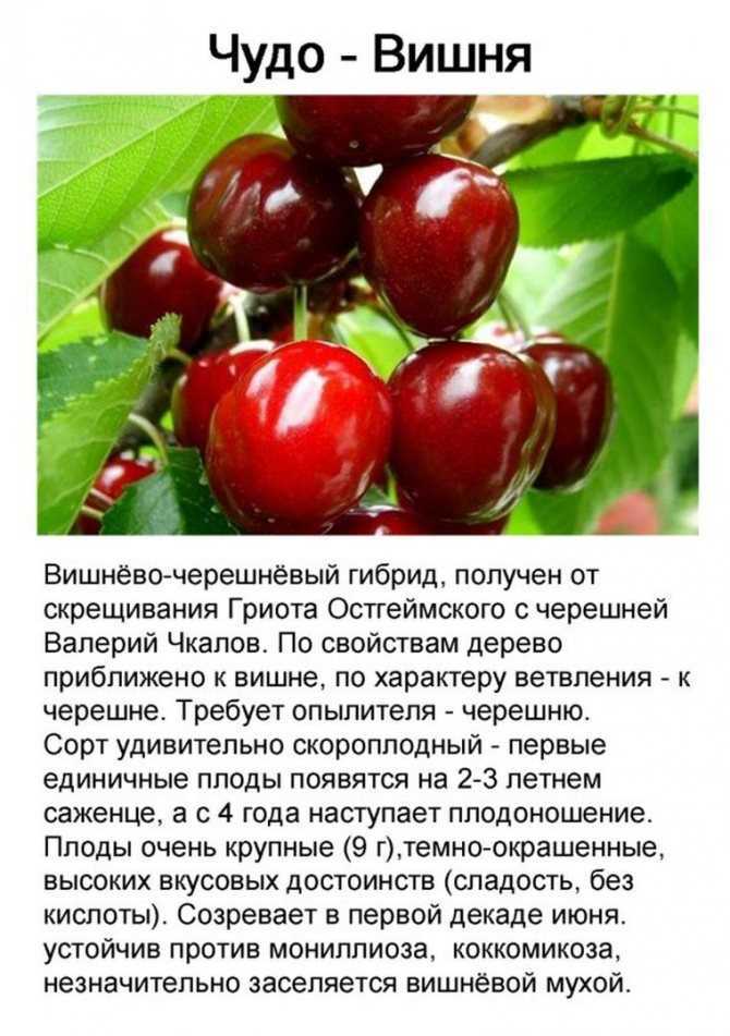 Описание сорта вишни тургеневская