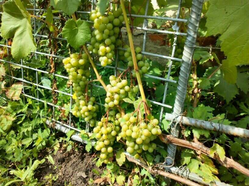 Виноград в сибири: обзор сортов, посадка и выращивание