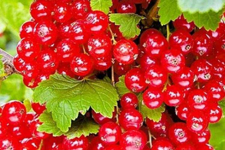 Смородина уральская красавица – вкусная и ароматная ягода