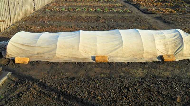 Клубника на пленке или агроволокне: как укрывной материал помогает получить хороший урожай