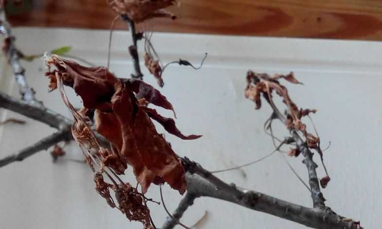 Почему вянут листья у вишни: что делать, ржавеют и засыхают листья