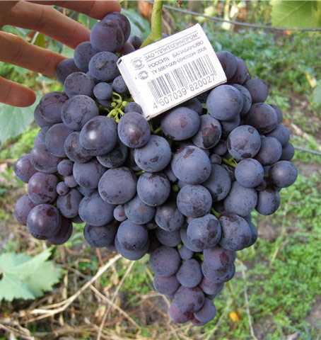 Виноград молдова: описание сорта, выращивание