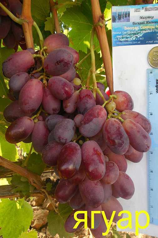 Виноград Ванюша: описание сорта, фото, отзывы виноградарей. Рекомендации по выращиванию и уходу.