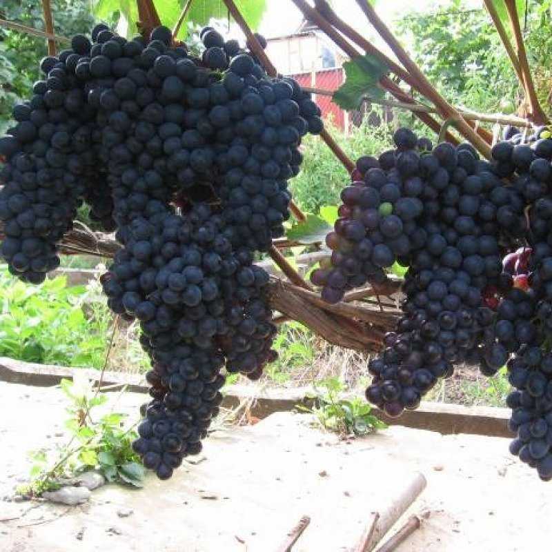 Основные характеристики и преимущества винограда Шахтер, фото и отзывы виноградарей. Рекомендации по выращиванию, уходу, борьбе с заболеваниями и вредителями.