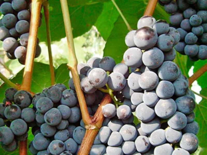 Виноград зилга: урожайный устойчивый к холодам сорт