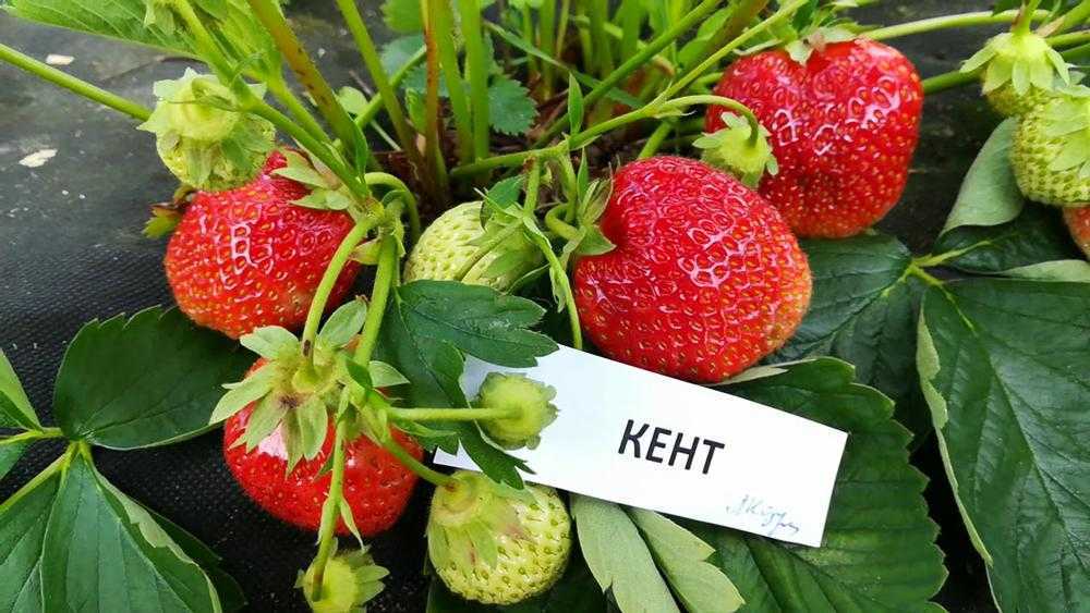 Клубника Кент: описание сорта, фото, отзывы садоводов. Характеристика, достоинства и недостатки сорта, рекомендации по выращиванию.