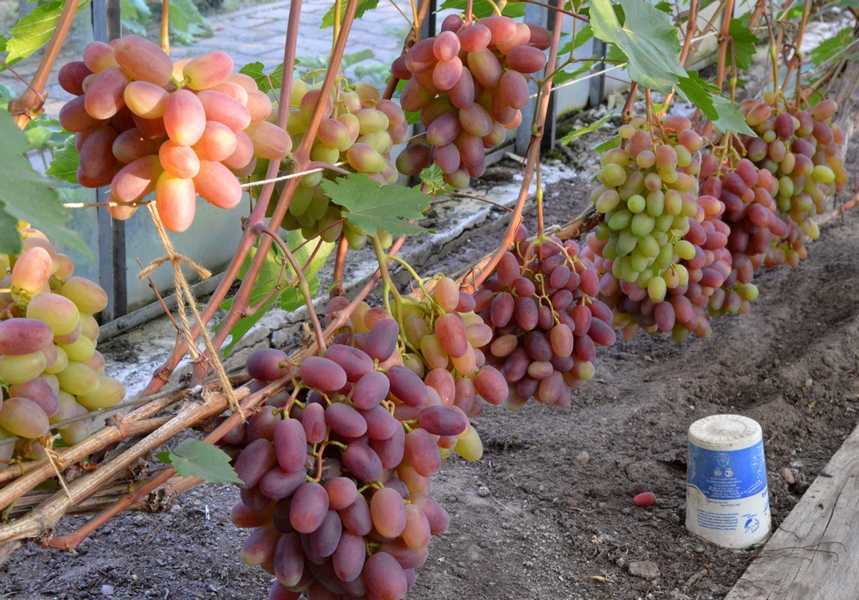 Виноград юлиан: характеристика сорта, уход и выращивание, отзывы