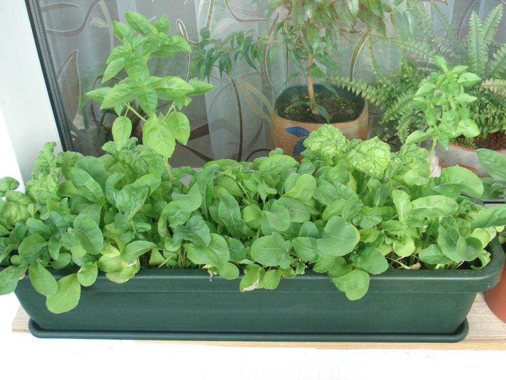 Огород на подоконнике: что посадить и как вырастить