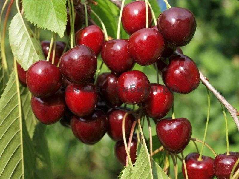 Описание плодов и морозостойкого дерева вишни радонеж